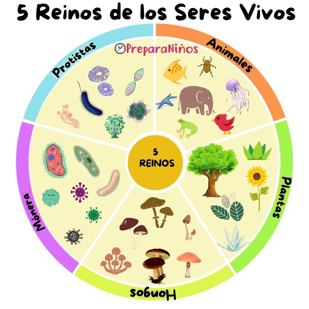 clasificación de los cinco reinos