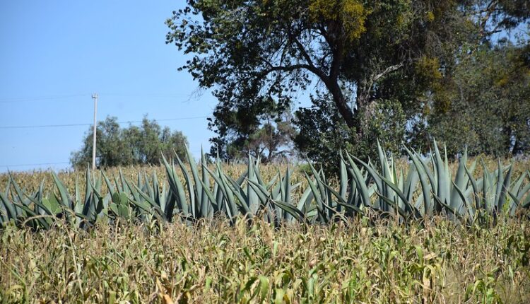 54510777012_164d87d3d8_c