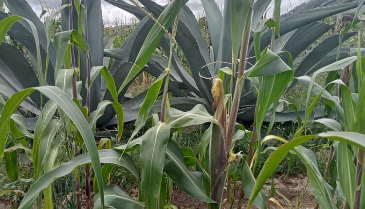 54510777322_8d1f70e332_c