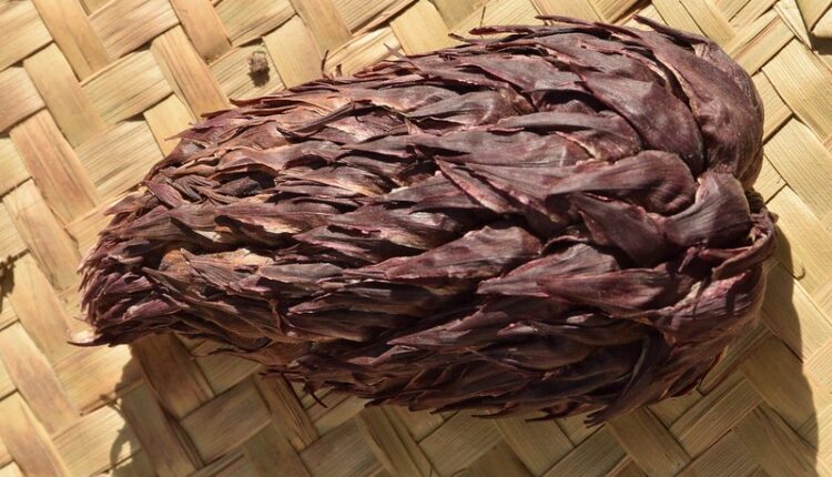 54511642236_feca7e5d0a_c