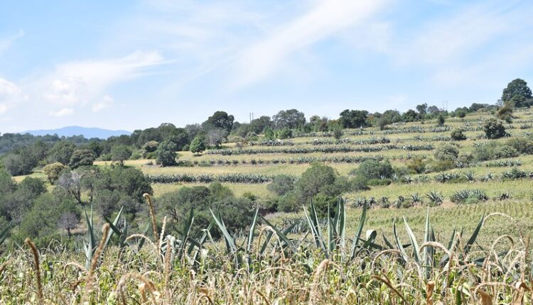 54511642841_f0f0ba88b7_c