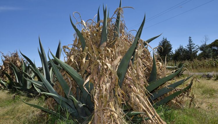 54511833379_ebbee233cb_c