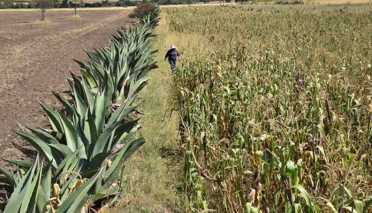 54511833579_bfdc1532d4_c