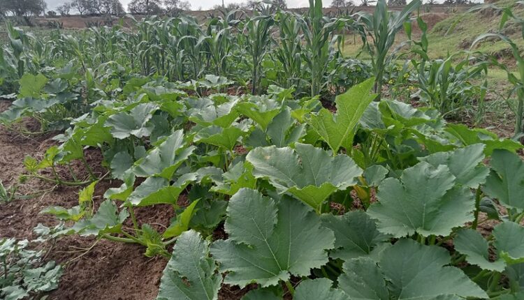 54511904988_38fd0b98be_c