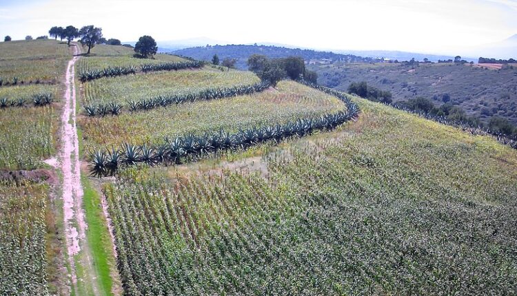 54511905193_9eeb232080_c