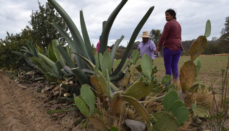 54511905428_873b7d8872_c