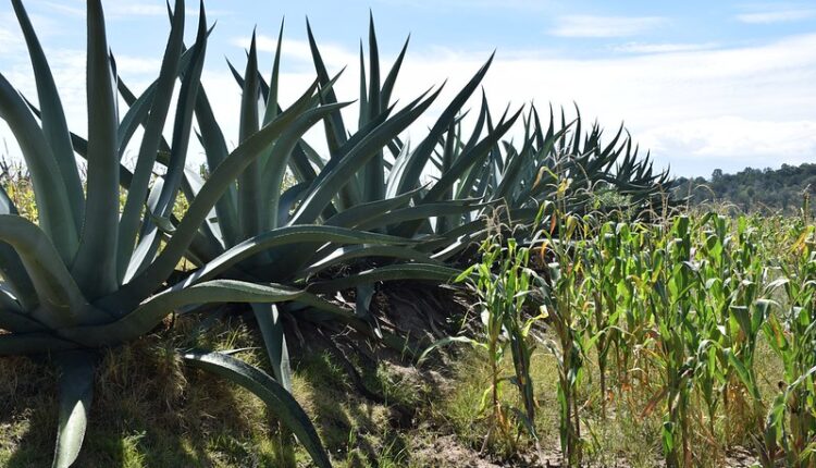 54512001620_c892a503ce_c