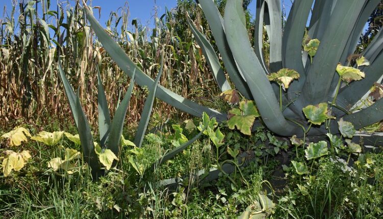 54512001740_e7330b074d_c