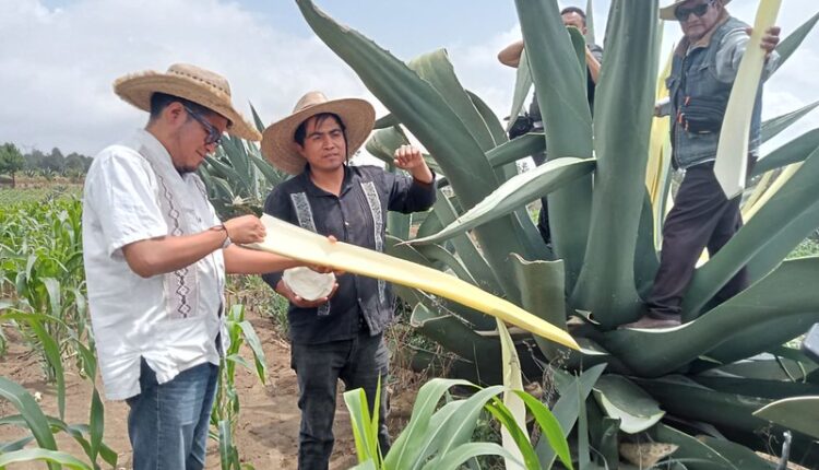 54512002050_dcde872721_c