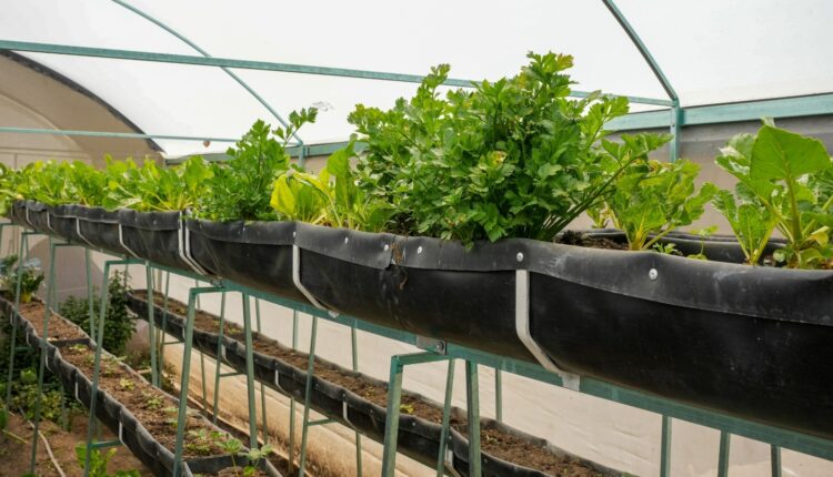 WhatsApp Image 2025-08-05 at 11.50.12 AM (1)