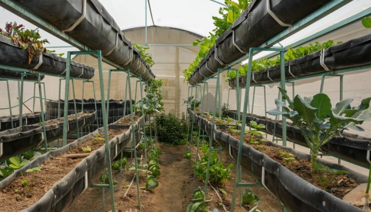 WhatsApp Image 2025-08-05 at 11.50.13 AM