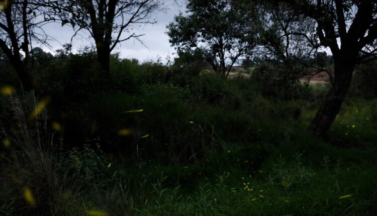 WhatsApp Image 2025-08-05 at 12.54.23 PM